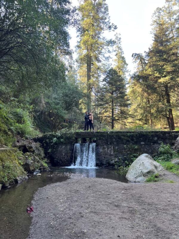 Mexico City: Hiking tour to the Desert of the Lions - Discovering the Forest and Its Stories