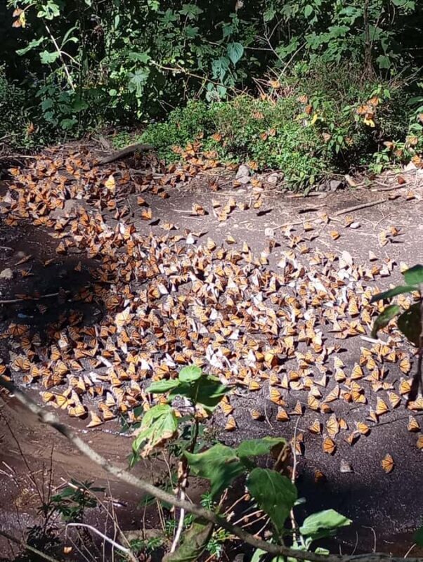 Mexico City: Monarch Butterfly Sanctuary Visit with Transfer - A Closer Look at the Tour Experience