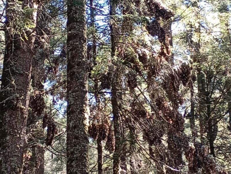 Mexico City: Monarch Butterfly Sanctuary Visit with Transfer - Value and Cost Analysis