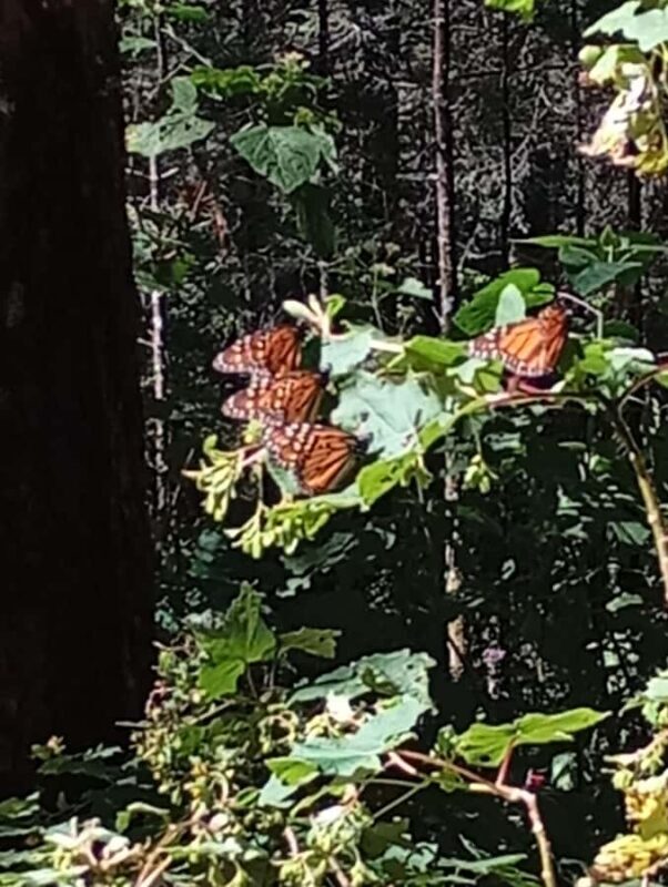 Mexico City: Monarch Butterfly Sanctuary Visit with Transfer - FAQ