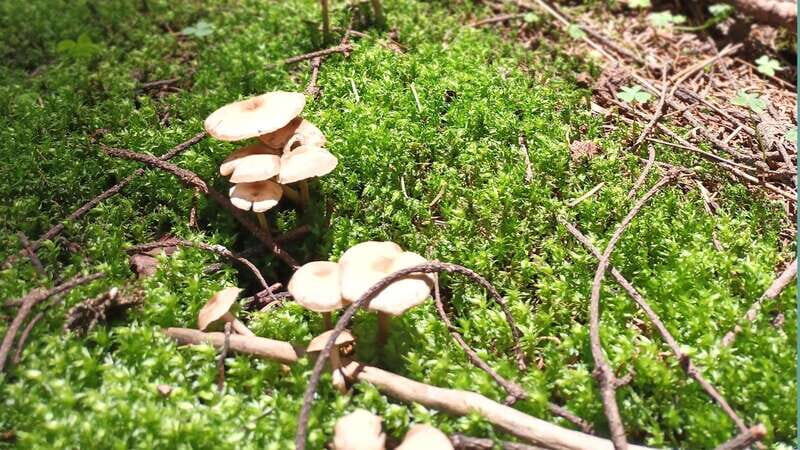 Mexico City: Morning Hiking at Mirador Coconetla - Practical Details and Logistics