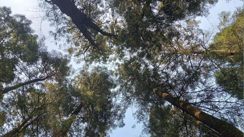 Mexico City: Morning Hiking at Mirador Coconetla - FAQ