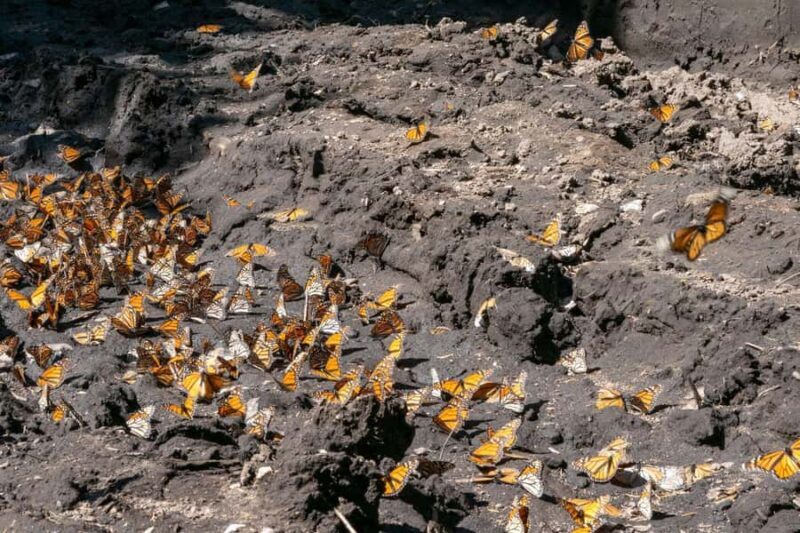 Mexico City: Valle de Bravo & Monarch Butterfly Private Tour - Transportation, Timing, and Personalization