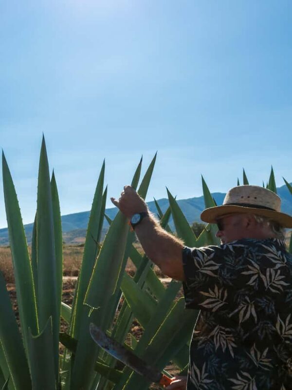 Mezcal, Agave, and Pulque Tour in Oaxaca - Key Points