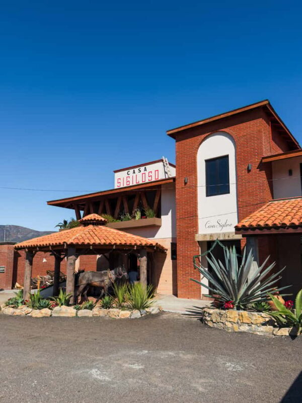 Mezcal, Agave, and Pulque Tour in Oaxaca - The Real Value for the Curious Traveler