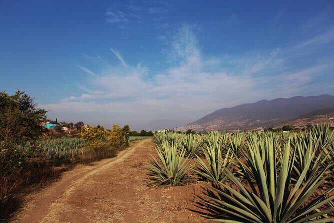 Mezcal Culture Cycling Tour in a Zapotec Village - An In-Depth Look at the Tour