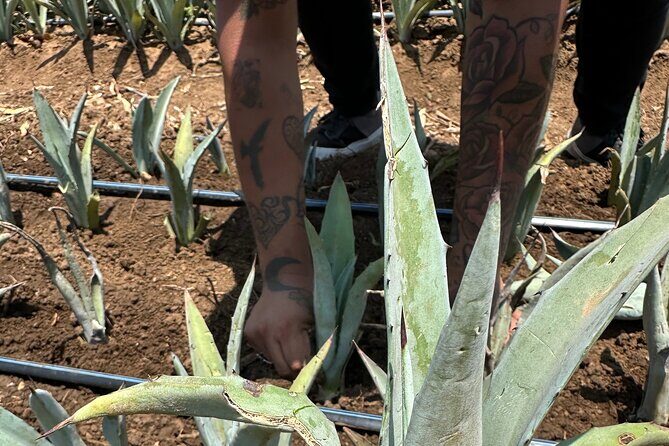 Mezcal Day Experience - Authentic Experiences and Cultural Insights