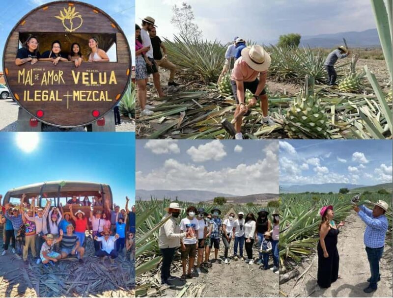 Mezcal Oaxaca: Tour, Gastronomy and Mezcal Tasting - A Closer Look at the Itinerary and What It Means for You
