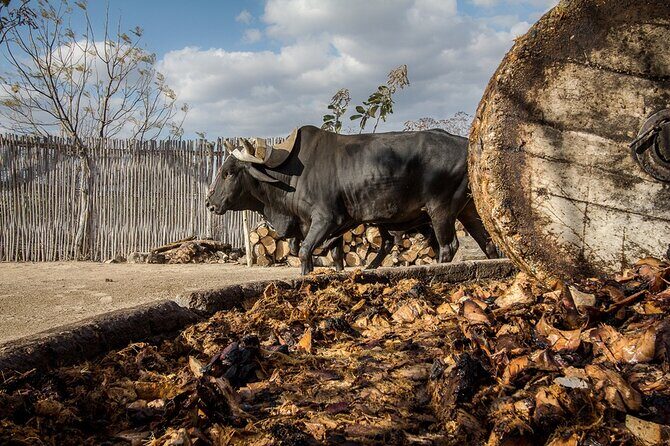 Mezcal Tasting -Masterclass + Blind tasting- - Discovering Mezcal in San Miguel de Allende: An In-Depth Review of the Masterclass and Blind Tasting Experience
