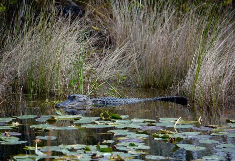 Miami: 1 Hour Everglades River of Grass Small Airboat Tour - The Sum Up