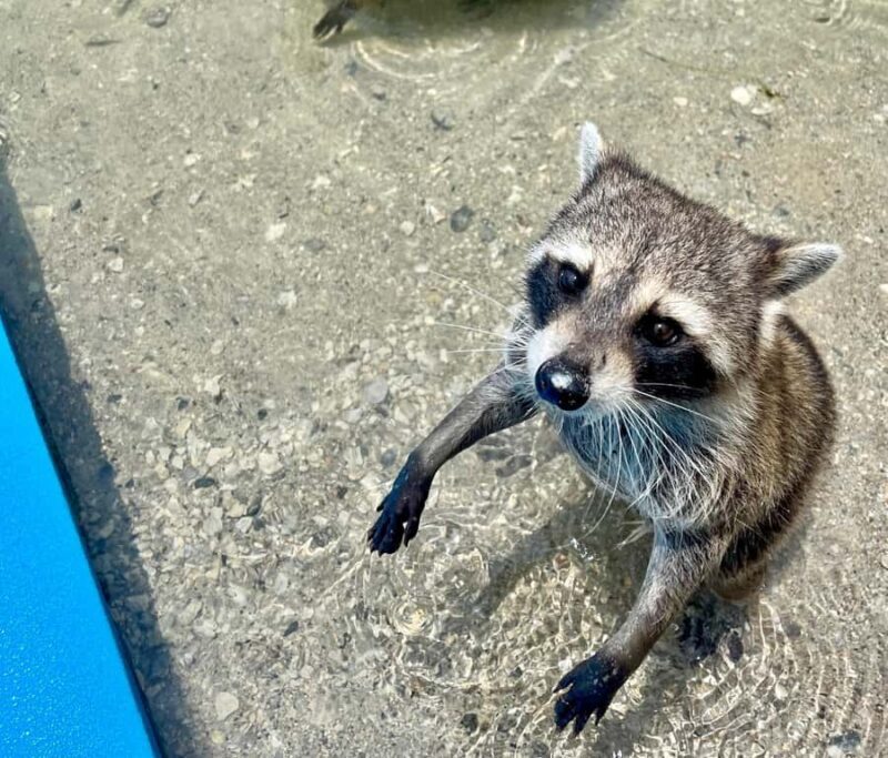 Miami: 4-Hour Island Hopping Boat Trip with Floating Mat - Final Recommendation