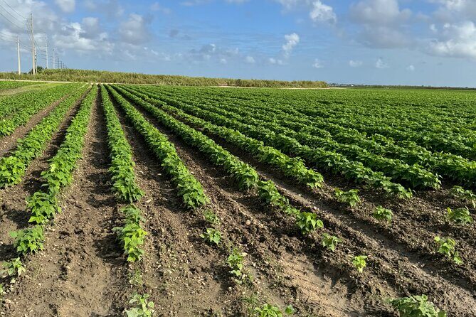 Miami ATV & Buggy Adventure- 5 Star Rated - Reviews and Real-Life Experiences