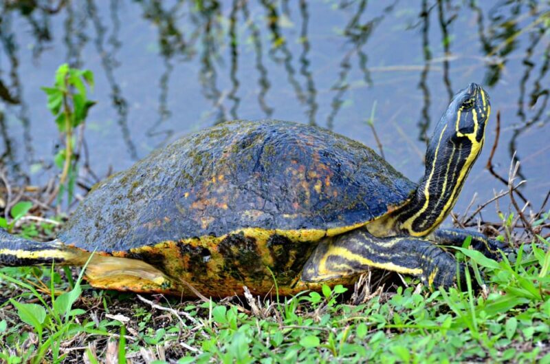 Miami Beach: Everglades Airboat & Wildlife Sanctuary - Authentic Reviews That Inform Your Choice