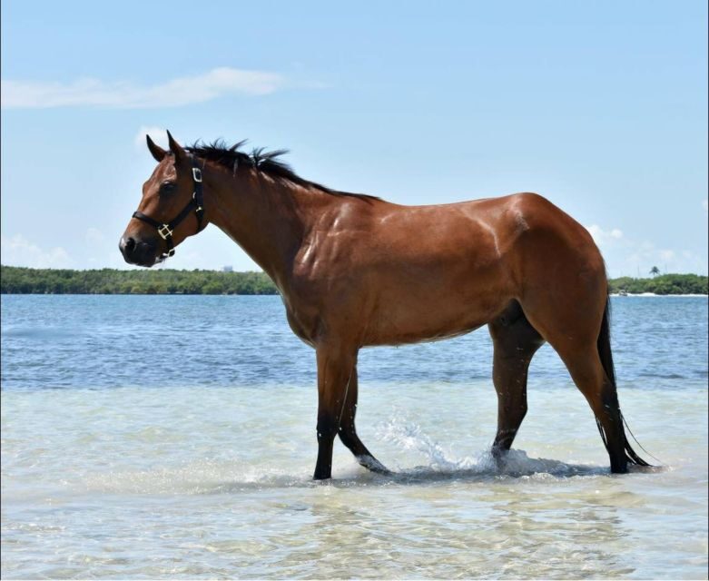 Miami: Beach Horse Ride & Nature Trail - Practical Tips for Guests