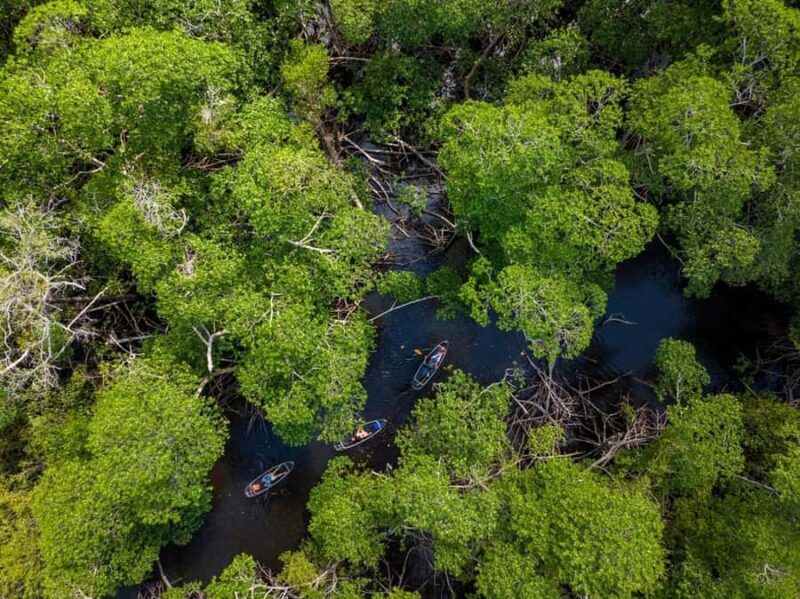 Miami: Clear Kayak Eco Tour with Guide and Wildlife - What to Expect on the Miami Clear Kayak Eco Tour