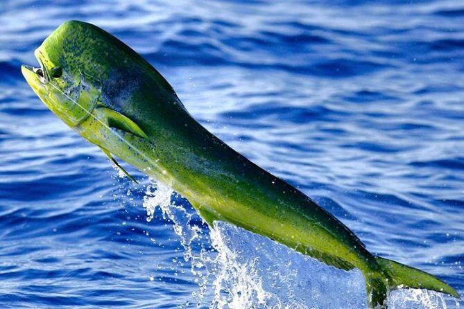 Miami Deep Sea Fishing Charters - Value for Money
