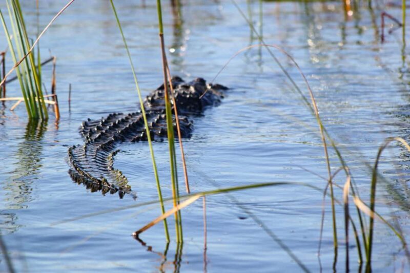Miami: Everglades Airboat Alligator Tour with Transfer - Final Thoughts