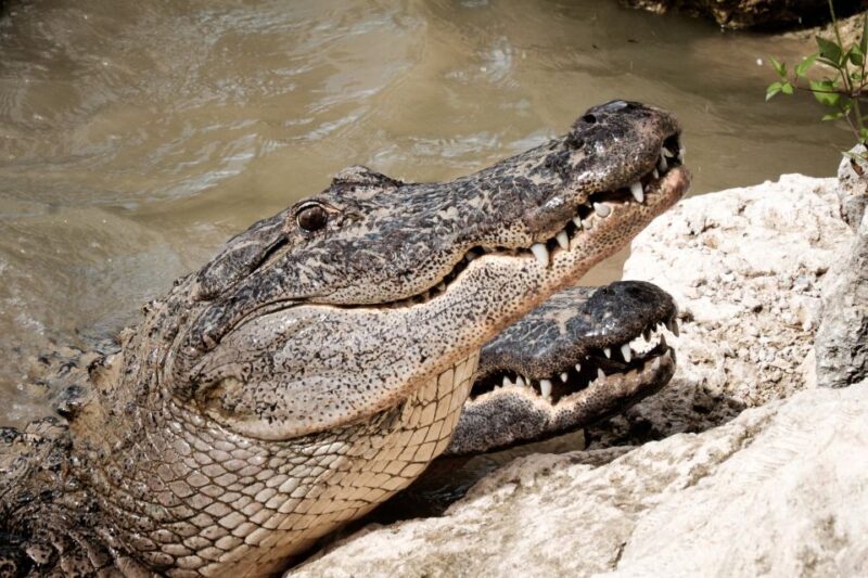 Miami: Everglades Airboat & Animal Sanctuary Tour with Photo - The Itinerary in Detail