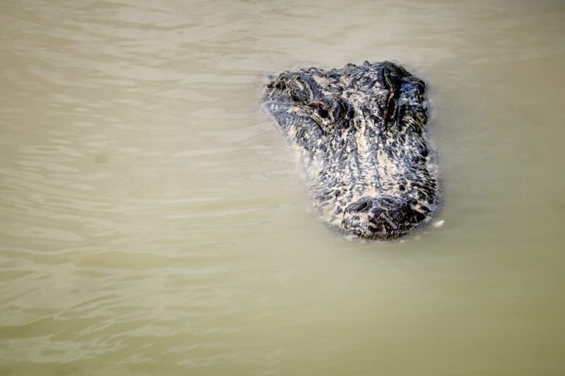 Miami: Everglades Airboat & Animal Sanctuary Tour with Photo - The Sum Up
