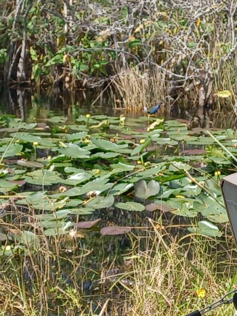 Miami: Everglades Airboat Eco Tour w/ Luxury Transportation - Key Points