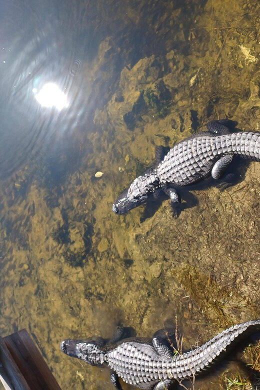 Miami: Everglades Airboat Eco Tour w/ Luxury Transportation - Discovering the Real Everglades: What to Expect from This Tour