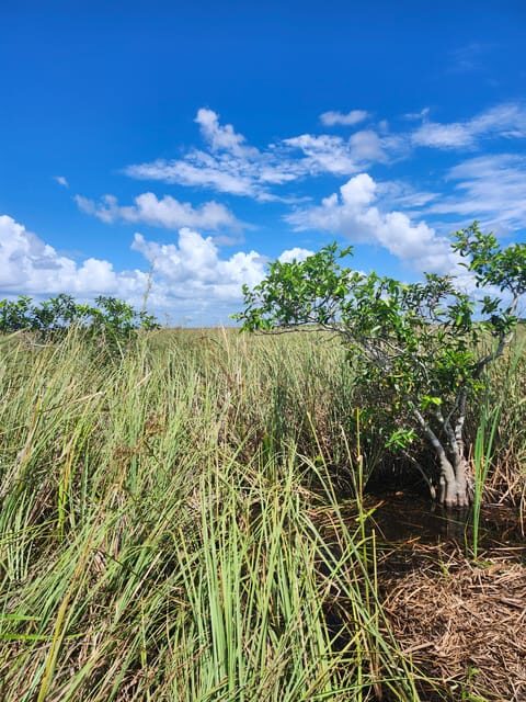 Miami: Everglades Airboat Eco Tour w/ Luxury Transportation - Practical Tips & Final Thoughts