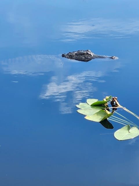 Miami: Everglades Airboat Eco Tour w/ Luxury Transportation - FAQs