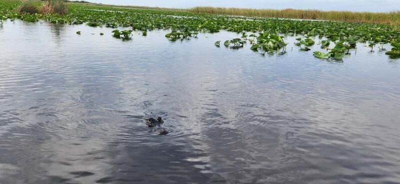 Miami: Everglades Airboat, Gator Encounter & Bus Transfer - Authentic Experiences and Reviewer Insights