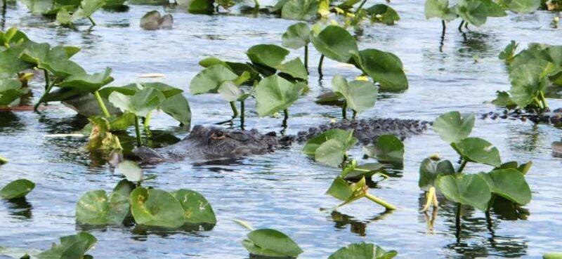 Miami: Everglades Airboat, Gator Encounter & Bus Transfer - FAQ