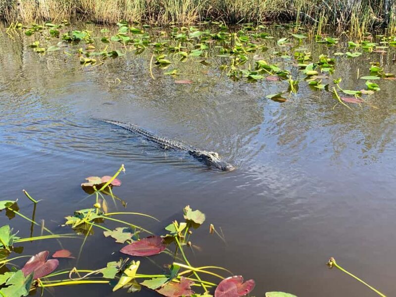 Miami: Everglades Airboat & Wildlife Experience - Authenticity and Value