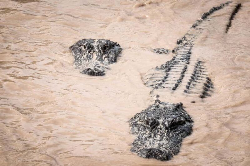 Miami: Everglades Airboat & Wildlife Experience - Final Summary