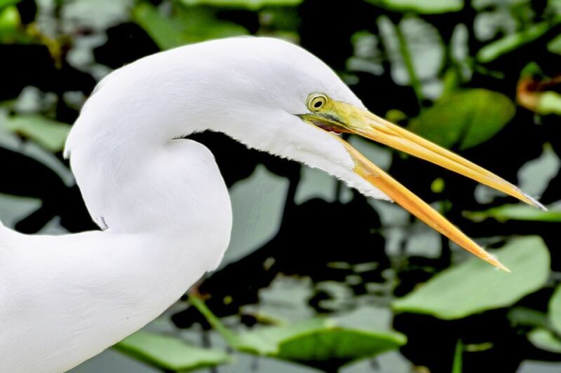 Miami: Everglades Experience, Bay Cruise & Open-top Bus Tour - The Sum Up