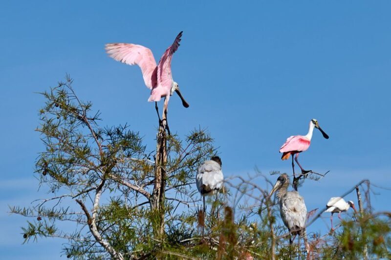 Miami: Everglades Full-Day Tour with 2 Boat Trips and Lunch - Final Thoughts
