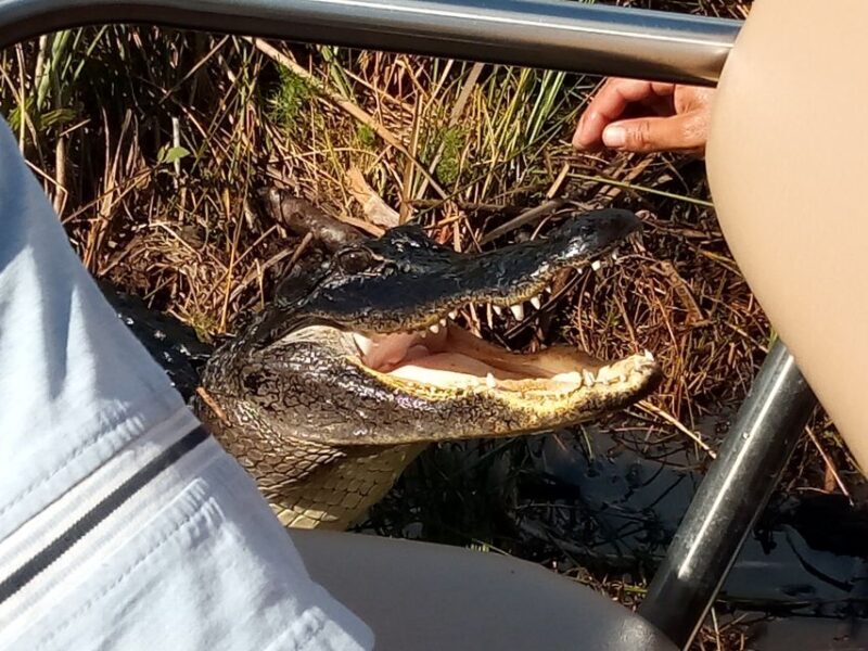 Miami: Everglades Full-Day Tour with 2 Boat Trips and Lunch - Practical Considerations