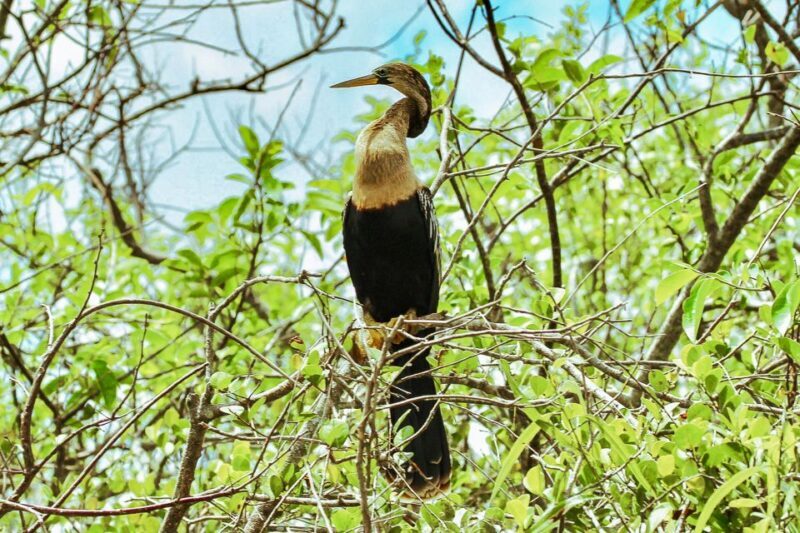 Miami: Everglades National Park Airboat Tour & Wildlife Show - What Do Reviewers Love Most?