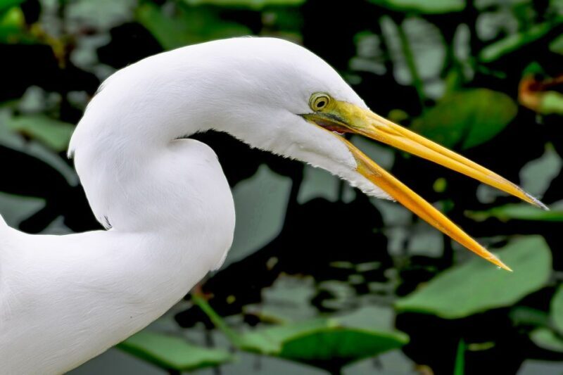 Miami: Everglades Safari Park Airboat Tour - Key Points