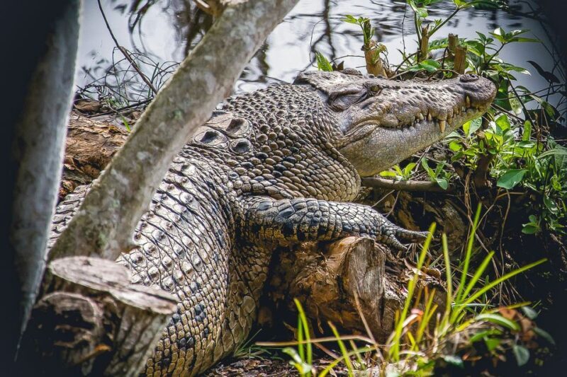 Miami: Everglades Safari Park Airboat Tour - FAQ