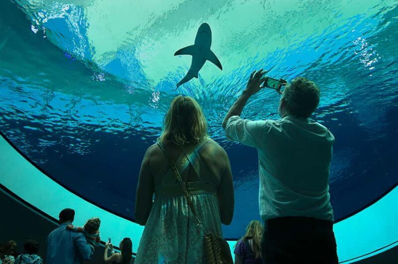 Miami: Frost Museum of Science and Planetarium Entry Ticket - Authentic Visitor Feedback: What Do Travelers Say?