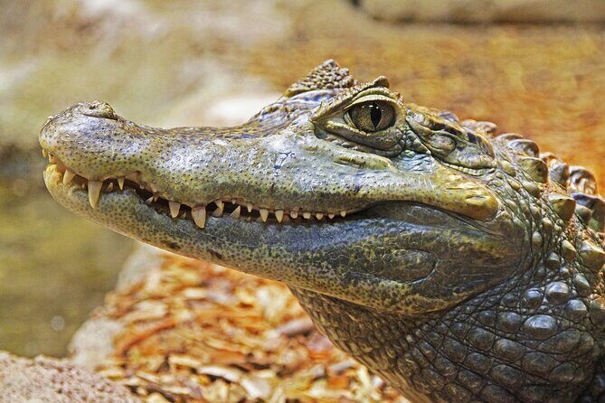 Miami Full Day Self-Guided Sightseeing Tour w/ Cruise and Everglades Airboat - Practical Aspects & Tips