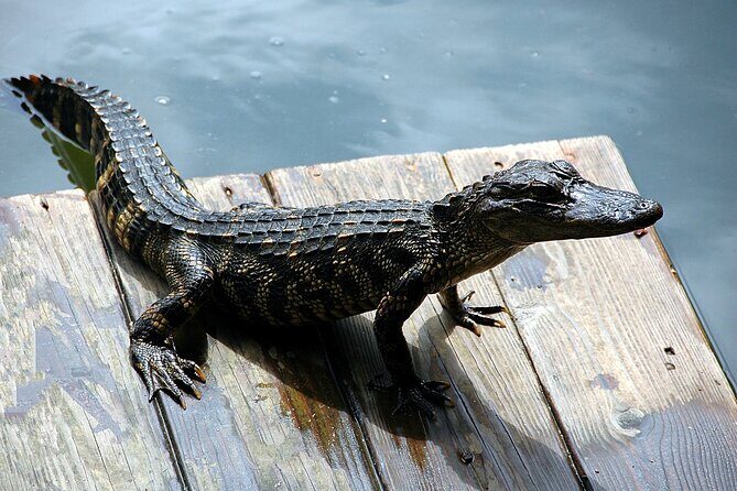 Miami Full Day Self-Guided Sightseeing Tour w/ Cruise and Everglades Airboat - FAQ
