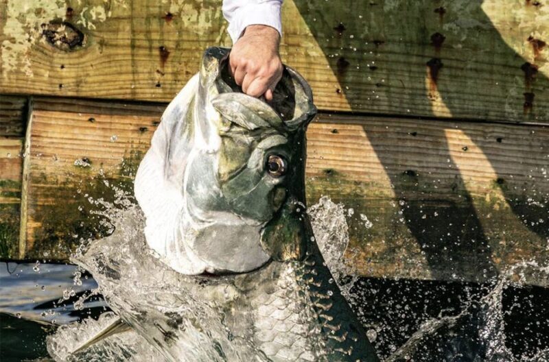 Miami: Giant Fish Feeding Experience - Miami: Giant Fish Feeding Experience Review