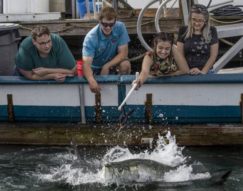 Miami: Giant Fish Feeding Experience - Key Points