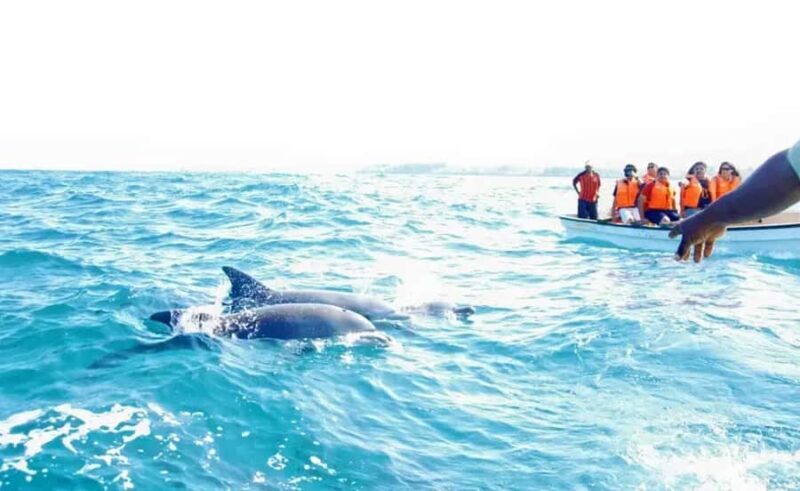 Miami: Key West Day Trip with Dolphin Spotting or Snorkeling - Who Should Consider This Tour?