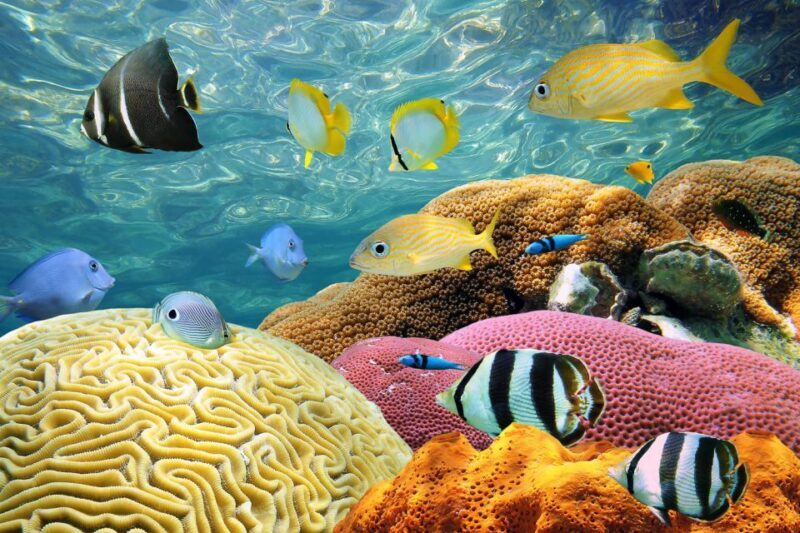 Miami: Key West with Catamaran Tour, Drinks, and Free Time - Key Points