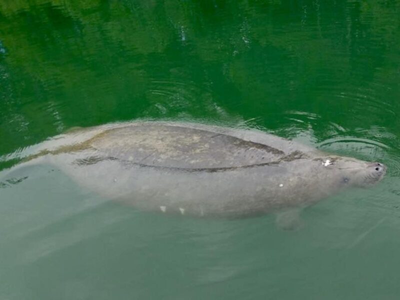 Miami: Manatee Season Paddleboard or Kayak Tour - Key Points