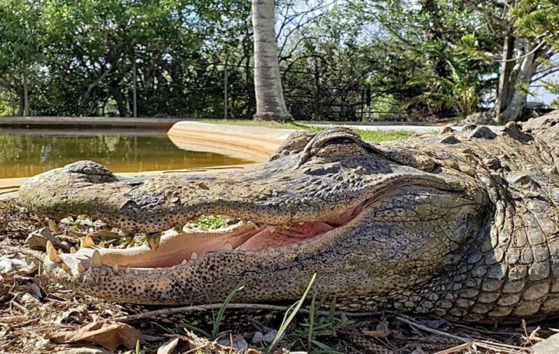 Miami: Original Everglades Airboat Tour & Alligator Exhibit - What to Expect on Your Tour