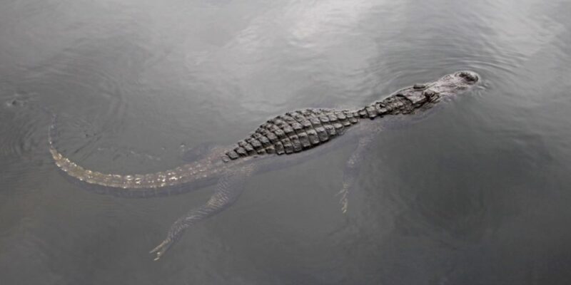 Miami: Small Group Everglades Express Tour with Airboat Ride - Practical Considerations & Tips