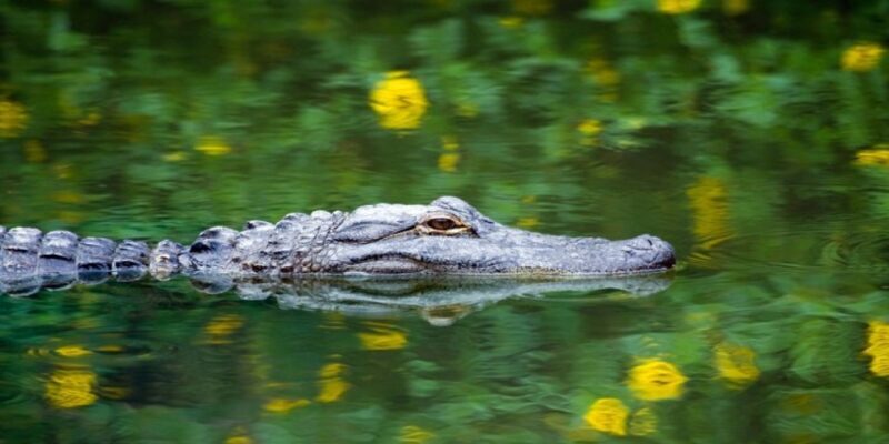 Miami: Small Group Everglades Express Tour with Airboat Ride - FAQ