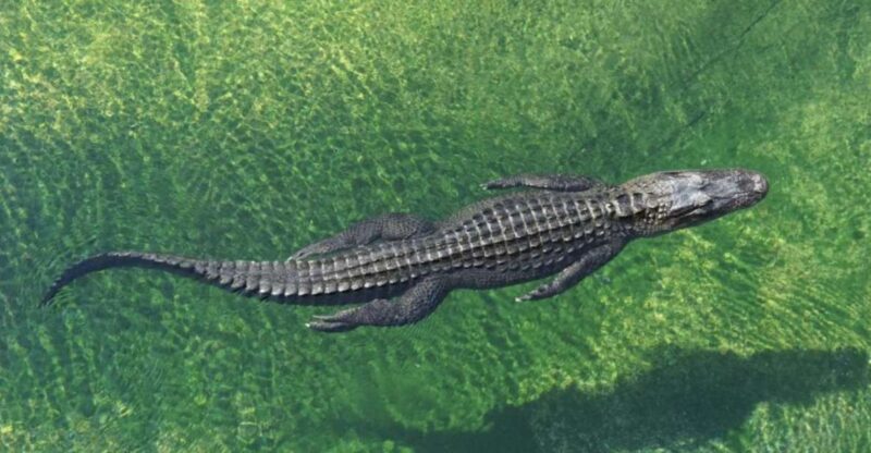 Miami: Small Group Tour w/Everglades, Little Havana & Cruise - Key Points