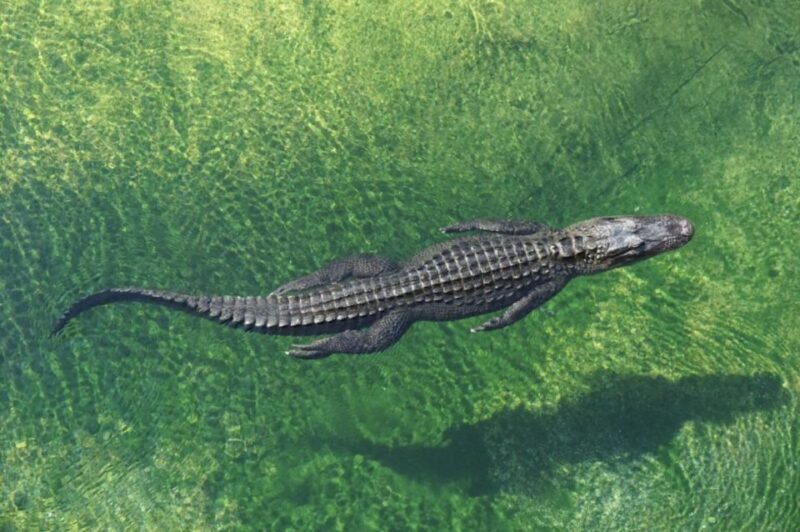 Miami: Small Group Tour w/Everglades, Little Havana & Cruise - Authentic Insights from Past Travelers
